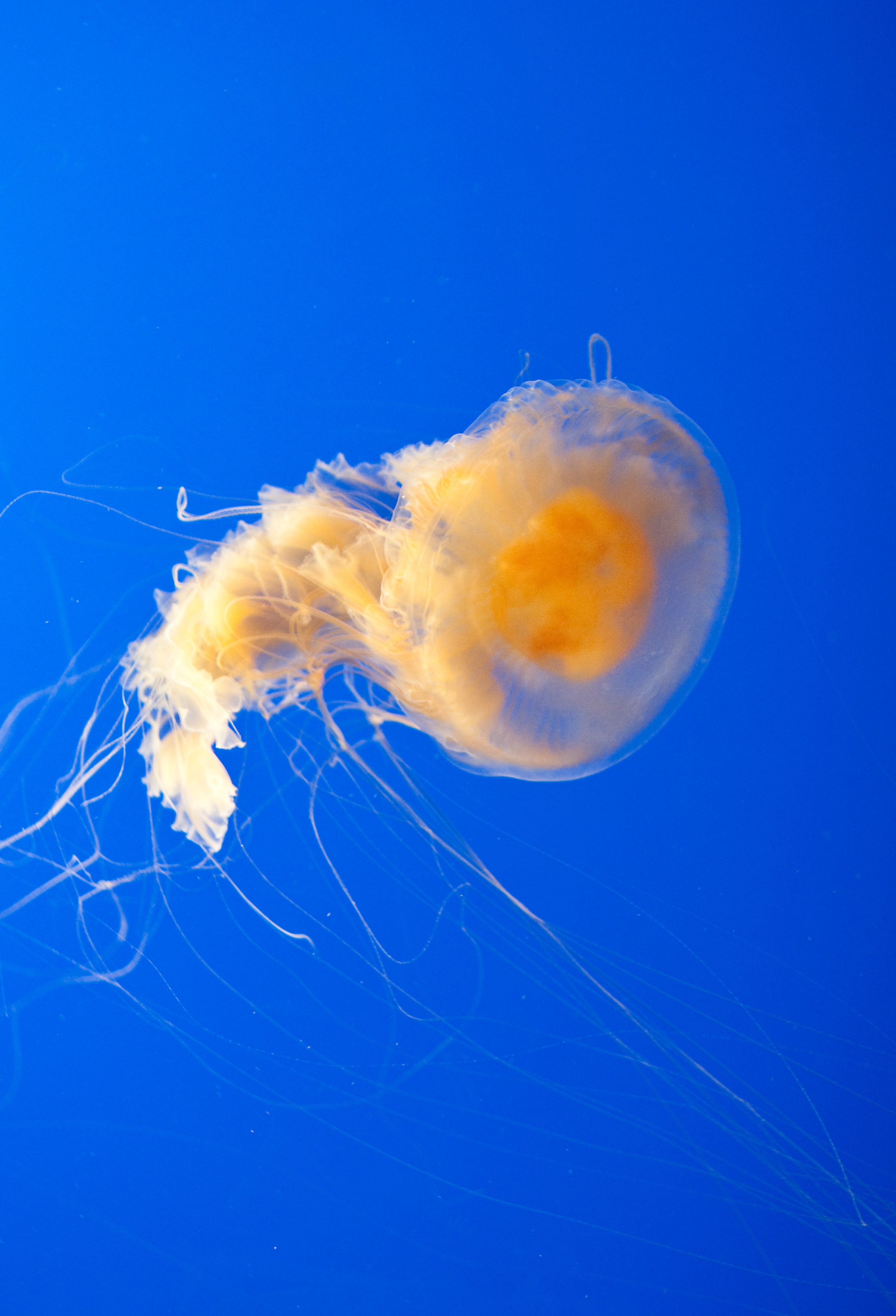 fried egg jellyfishes